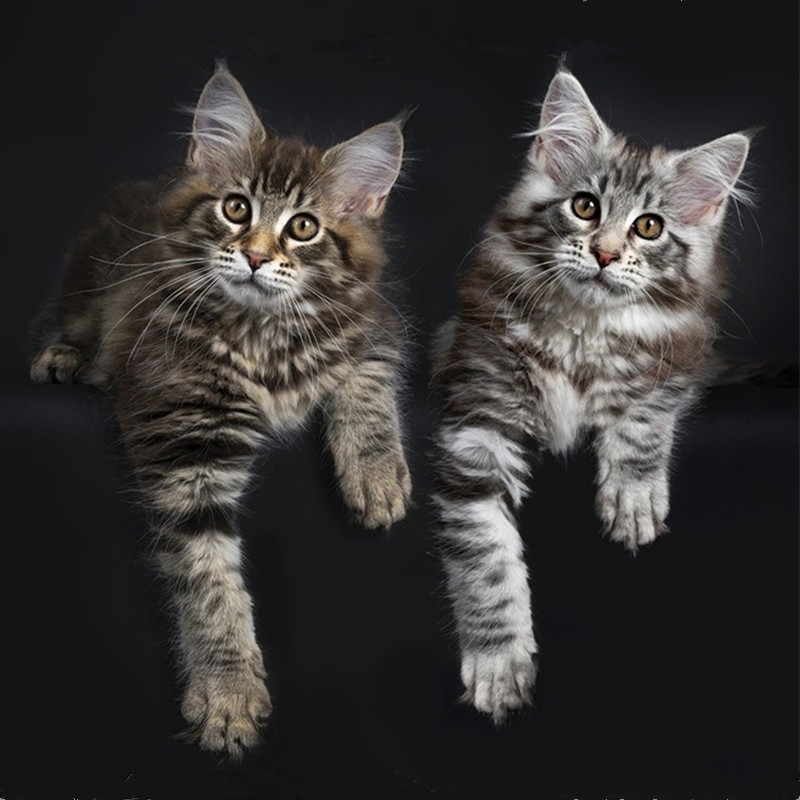 猫舍直销,批发价出售,缅因猫